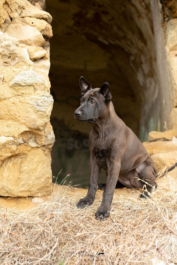 Amara graceful Siamarin Empayar