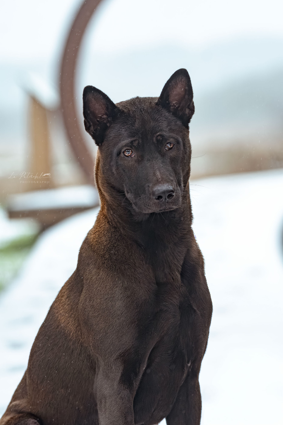 Amara graceful Siamarin Empayar