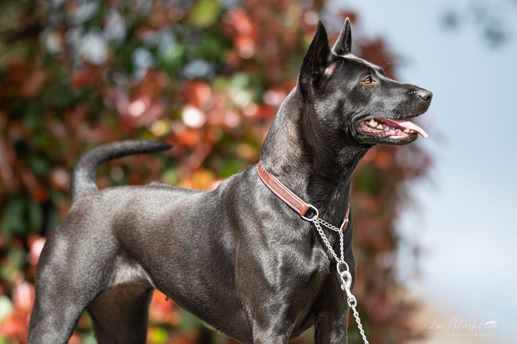 Amarin armageddon of chiang exotic wolf's