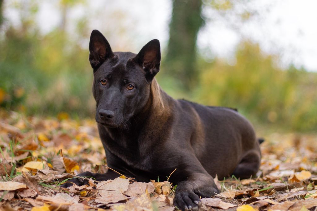 Amara graceful Siamarin Empayar