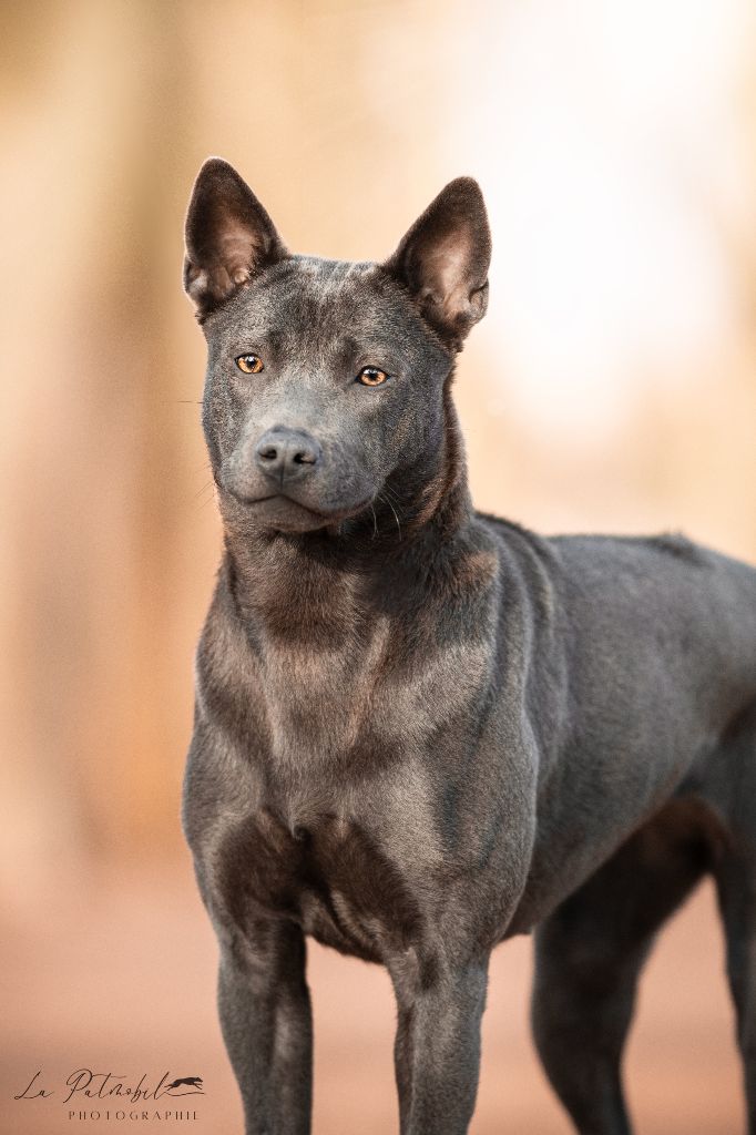 Neva cherche une famille