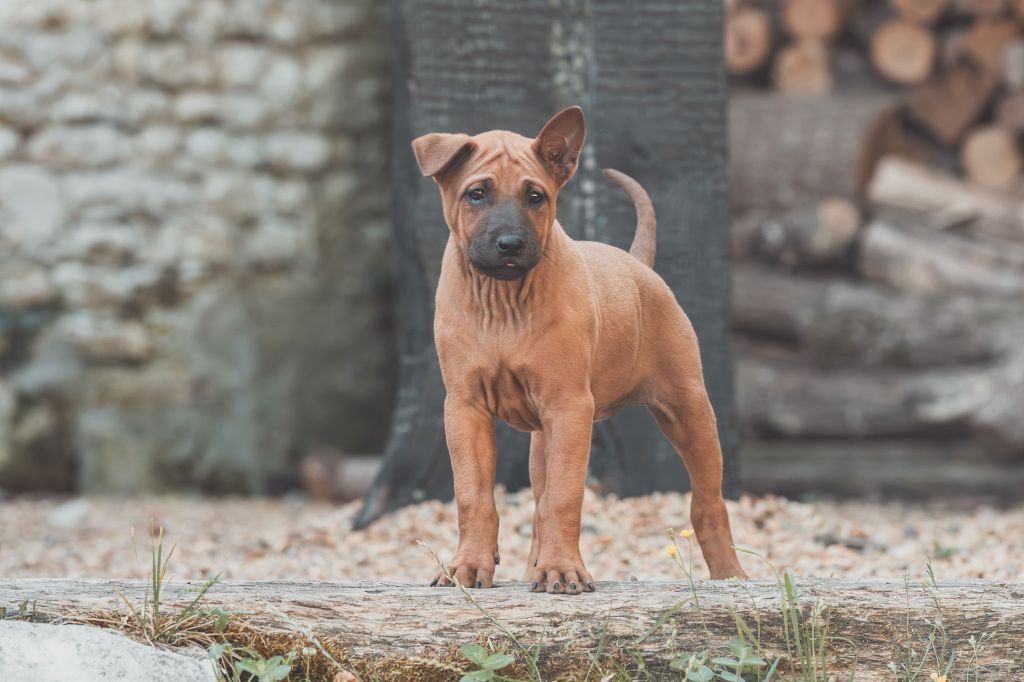 Siamarin Empayar - Chiots disponibles - Chien thaïlandais à crête dorsale