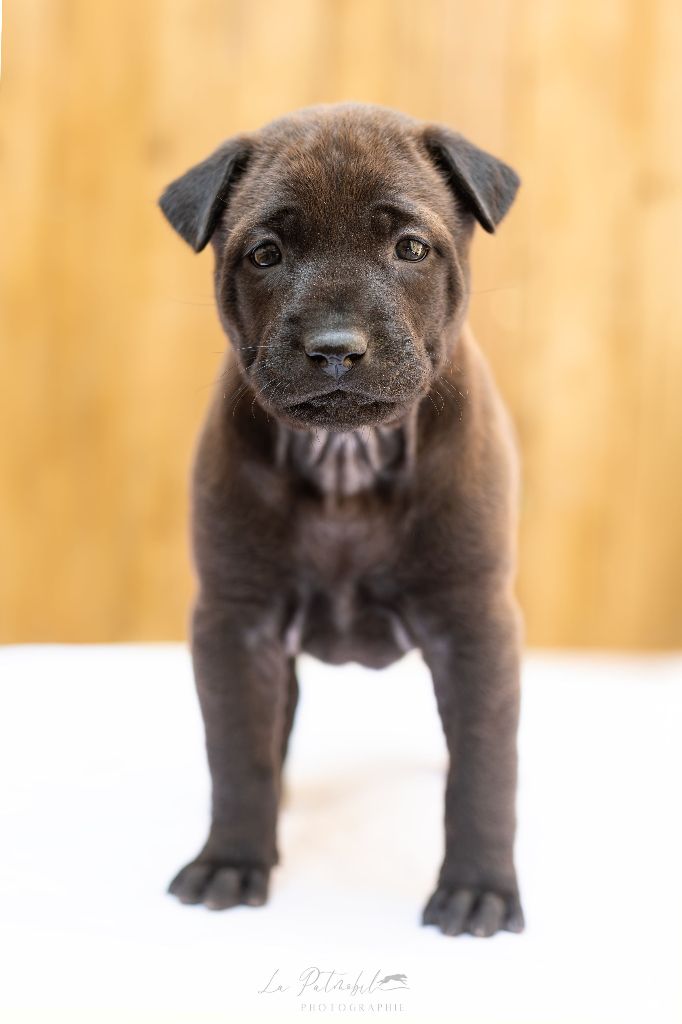 Siamarin Empayar - Chiots disponibles - Chien thaïlandais à crête dorsale