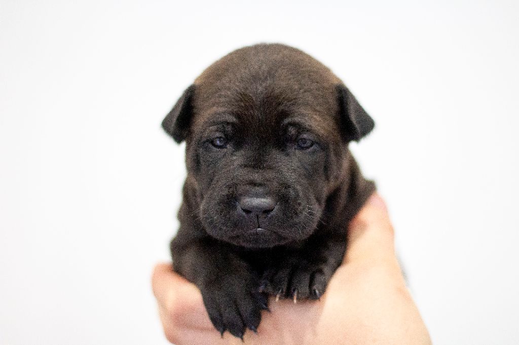 Siamarin Empayar - Chiots disponibles - Chien thaïlandais à crête dorsale