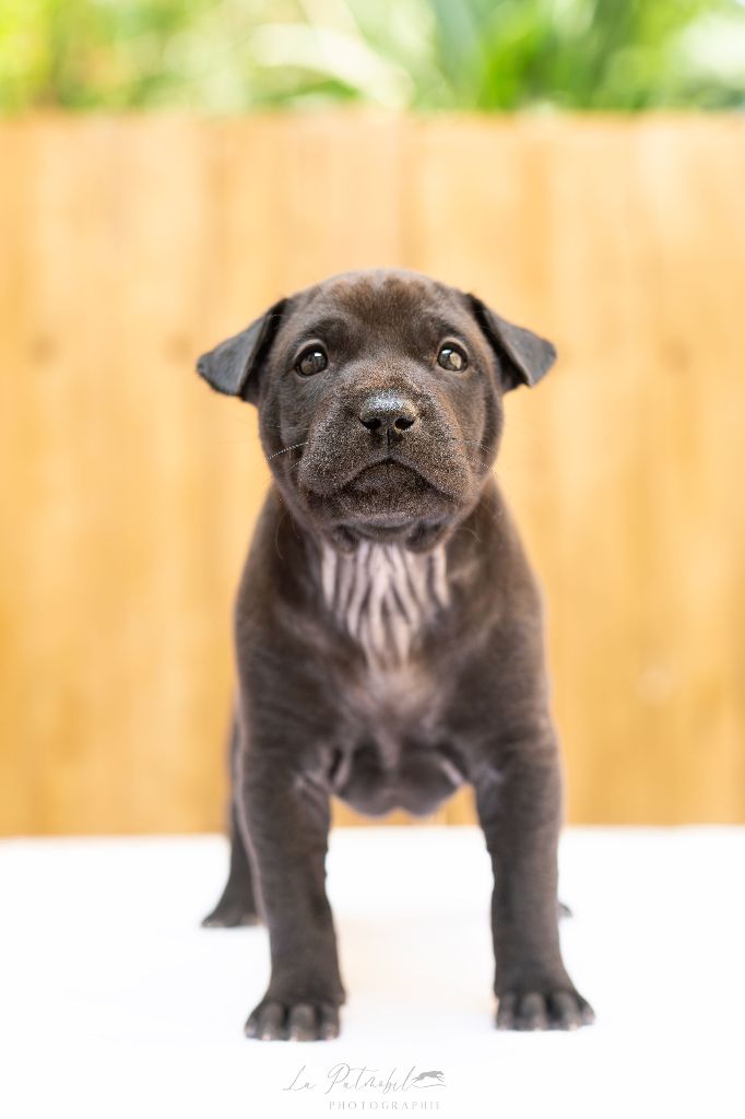 Siamarin Empayar - Chiots disponibles - Chien thaïlandais à crête dorsale