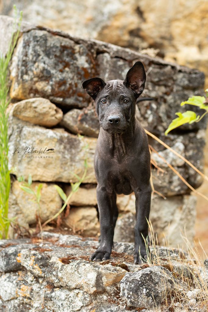 Siamarin Empayar - Chiots disponibles - Chien thaïlandais à crête dorsale