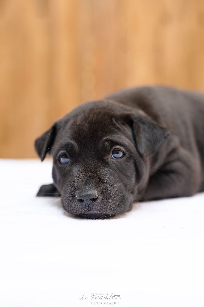 Siamarin Empayar - Chiots disponibles - Chien thaïlandais à crête dorsale