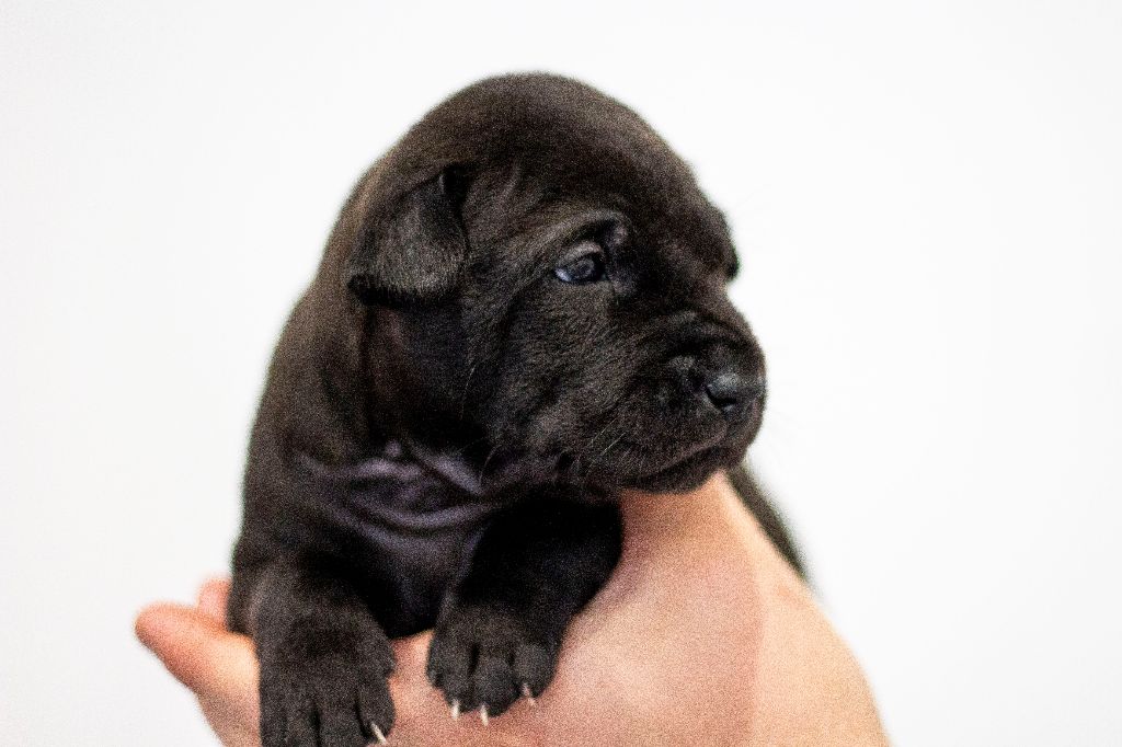 Siamarin Empayar - Chiots disponibles - Chien thaïlandais à crête dorsale