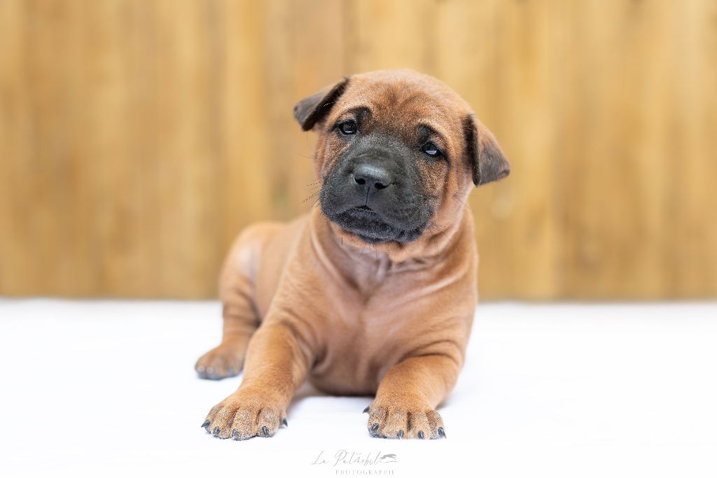 Siamarin Empayar - Chiots disponibles - Chien thaïlandais à crête dorsale