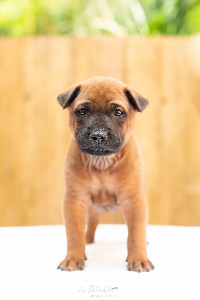 Siamarin Empayar - Chiots disponibles - Chien thaïlandais à crête dorsale