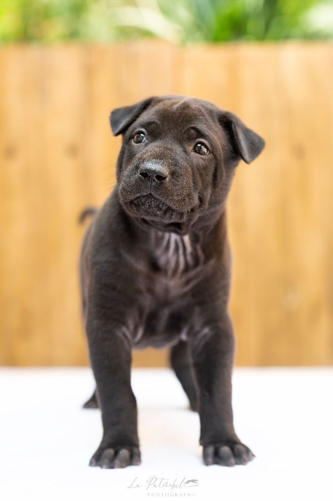 Siamarin Empayar - Chiots disponibles - Chien thaïlandais à crête dorsale