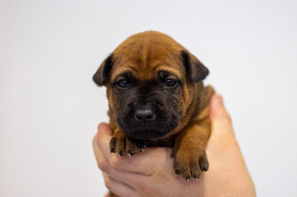 Siamarin Empayar - Chiots disponibles - Chien thaïlandais à crête dorsale