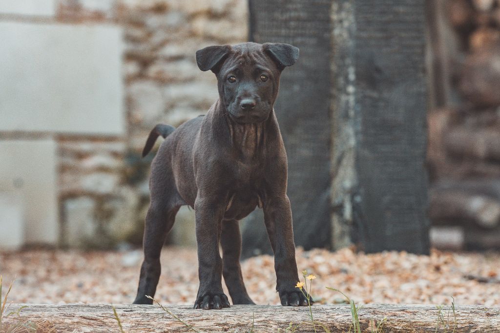 Siamarin Empayar - Chiots disponibles - Chien thaïlandais à crête dorsale