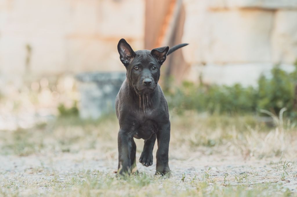 Siamarin Empayar - Chiots disponibles - Chien thaïlandais à crête dorsale