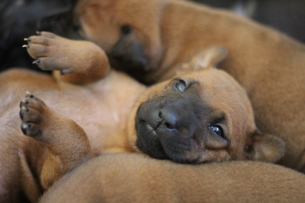 Chiot Chien thaïlandais à crête dorsale Siamarin Empayar