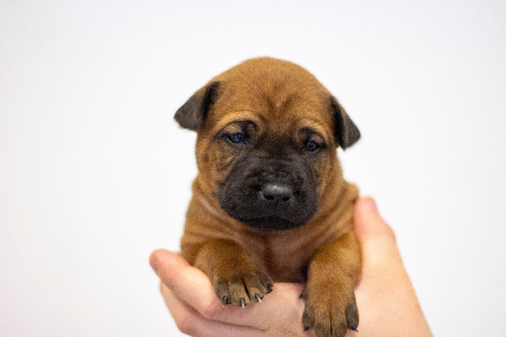 Siamarin Empayar - Chiots disponibles - Chien thaïlandais à crête dorsale