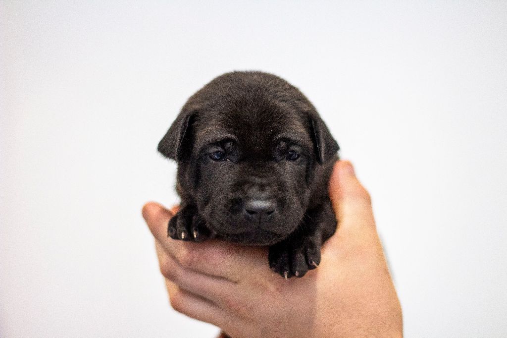 Siamarin Empayar - Chiots disponibles - Chien thaïlandais à crête dorsale