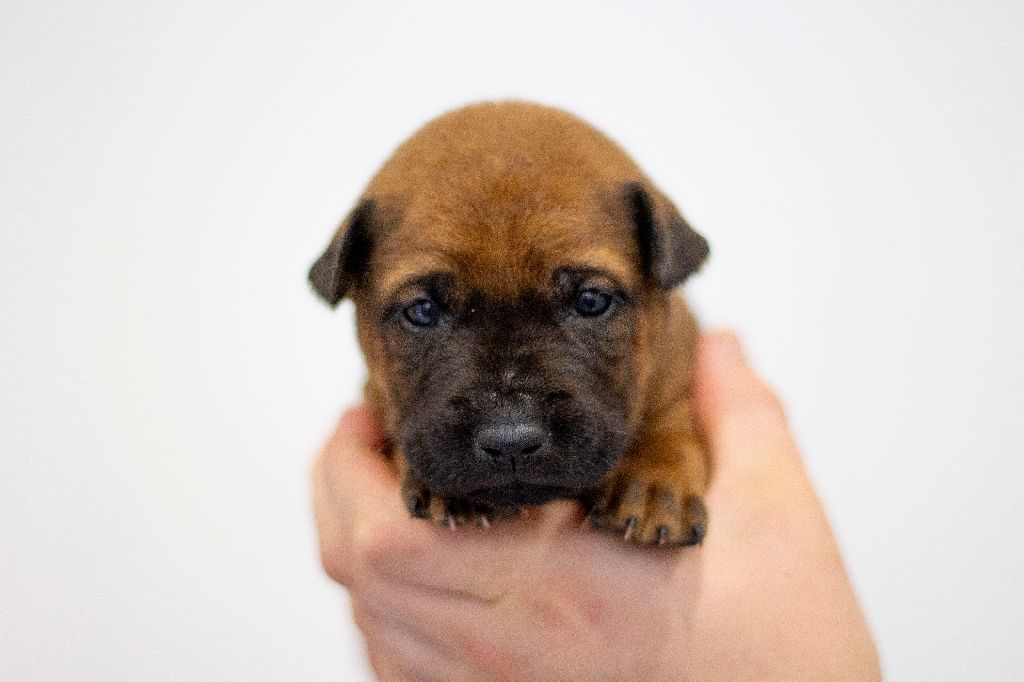 Siamarin Empayar - Chiots disponibles - Chien thaïlandais à crête dorsale